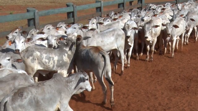 Lote 33