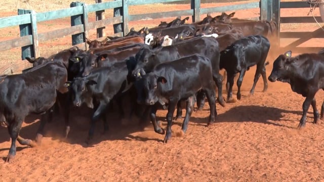 Lote 34
