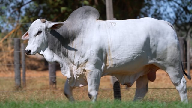 Lote 19