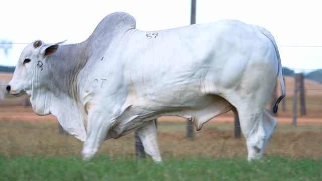 Lote 59