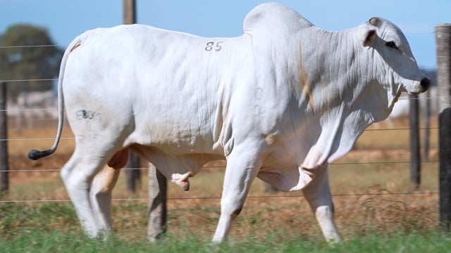 Lote 85
