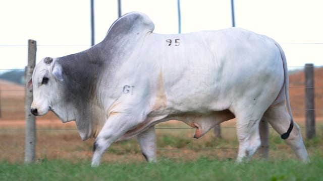 Lote 95