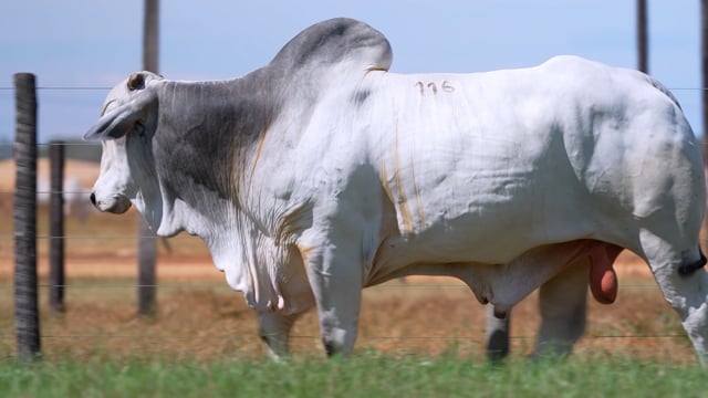 Lote 116