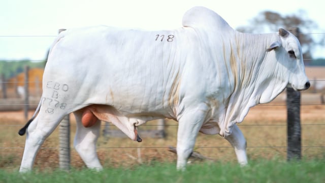 Lote 118