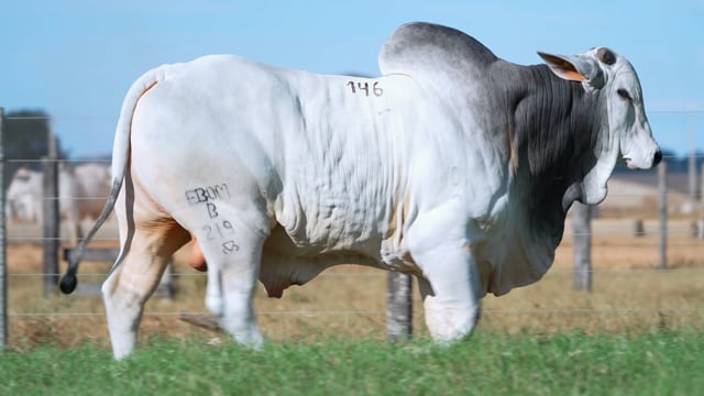 Lote 146