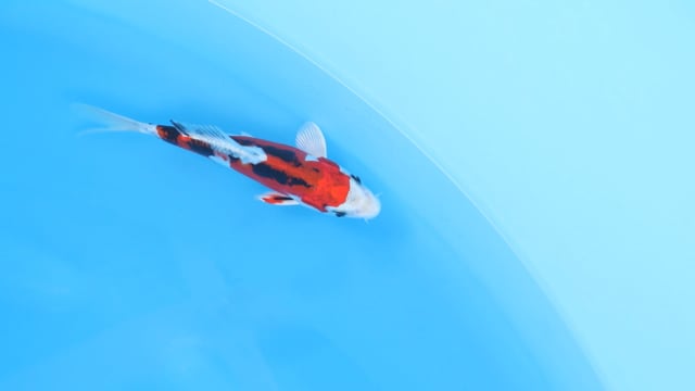 Koi