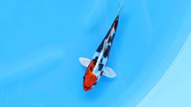 Yamatonishiki - Aoki