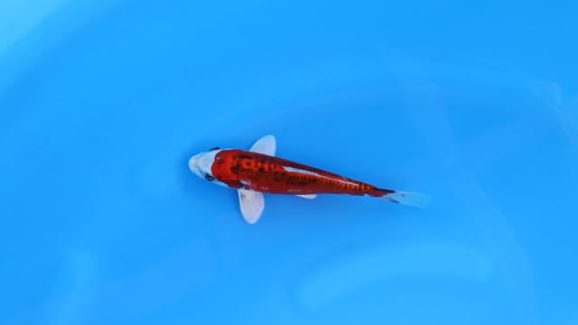 Koi