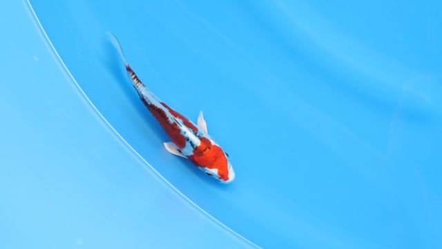 Koi