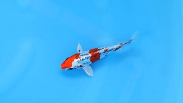 Koi