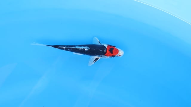 Koi