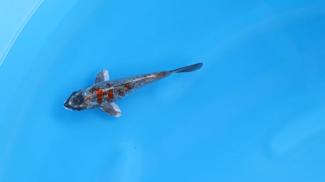 Koi
