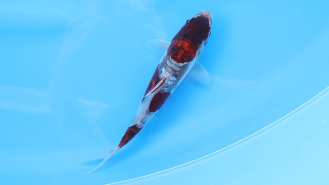 Koi