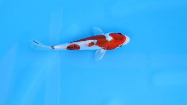 Koi
