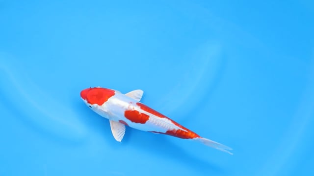 Kikusui - Aoki