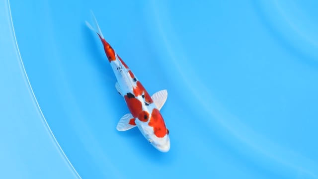 Koi