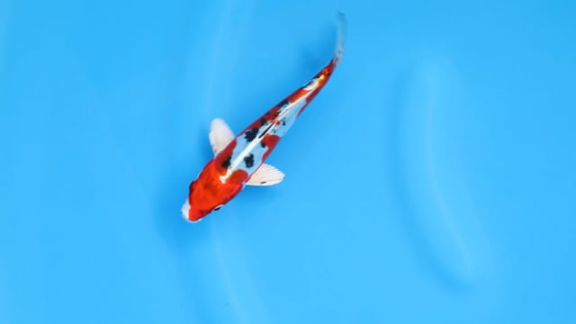 Koi