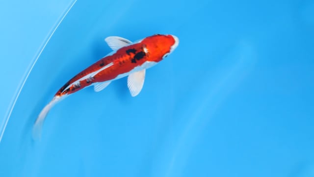 Koi