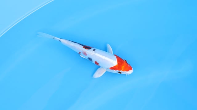 Koi