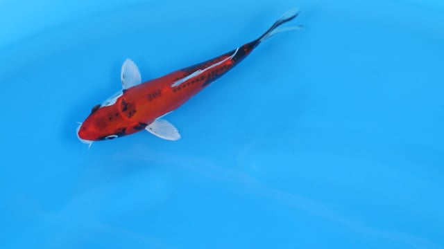 Koi