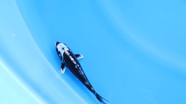 Kikokuryu - Aoki