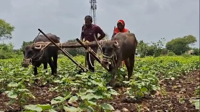 जळकोट तालुक्यातील उमरदरा येथे १० वी नापास शेतकऱ्यांने म्हशीच्या जोरावर ४ एकर जमिनीची केली मशागत,प्रयोग यशस्वी