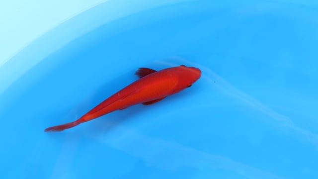 Benigoi