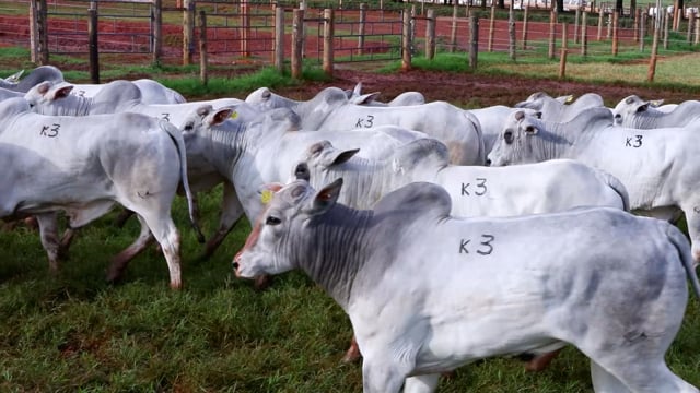 Lote K03