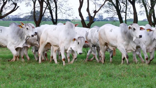 Lote K01