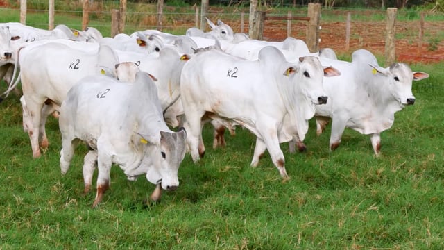 Lote K02