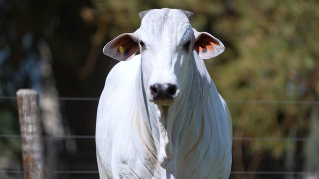 Lote 63