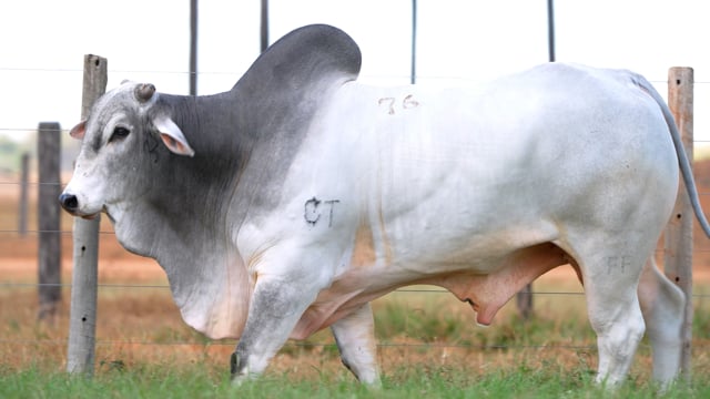 Lote 76