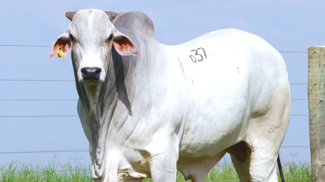 Lote D37
