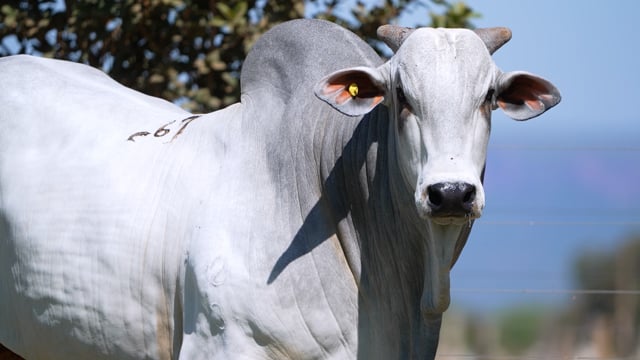 Lote 67