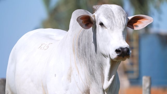 Lote 125