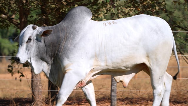 Lote 136