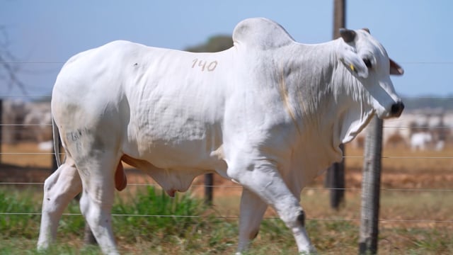 Lote 140