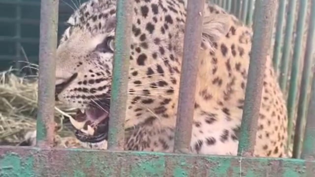 कजरी निरंजनपुर गौशाला में पकड़ा गया तेंदुआ, वन विभाग की टीम ने किया सफल रेस्क्यू