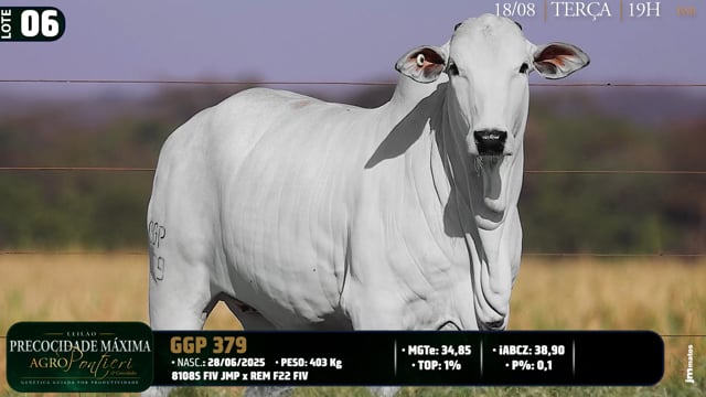 Lote 06