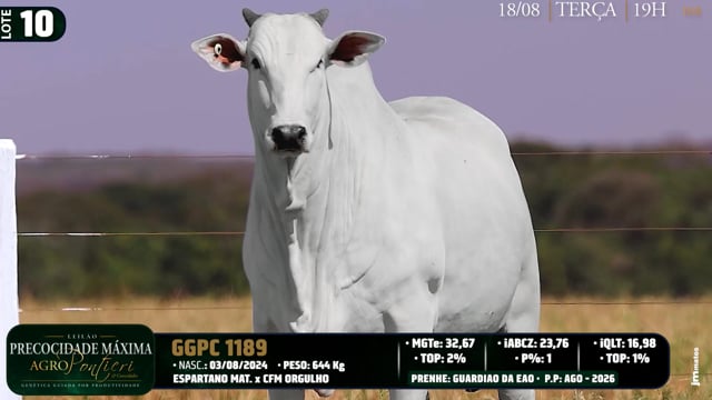 Lote 10