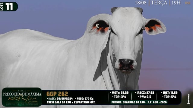 Lote 11