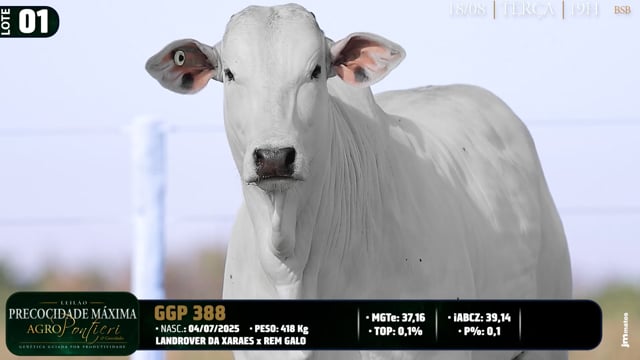 Lote 01