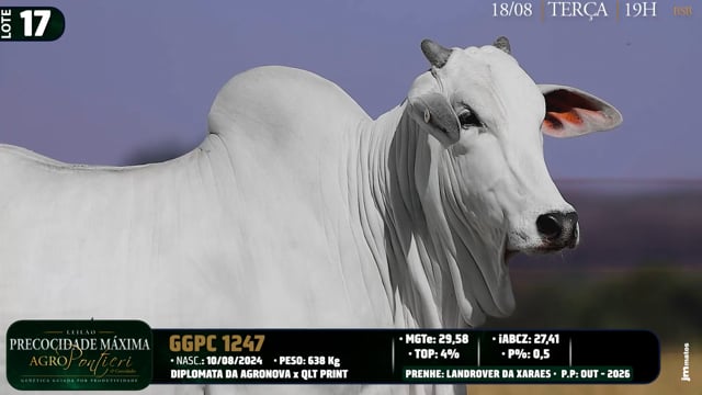 Lote 17