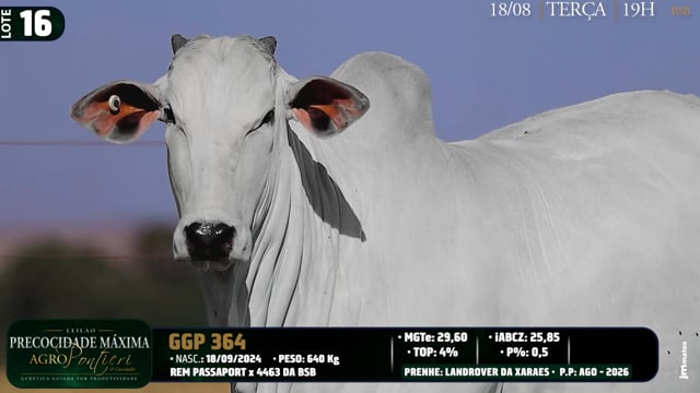Lote 16