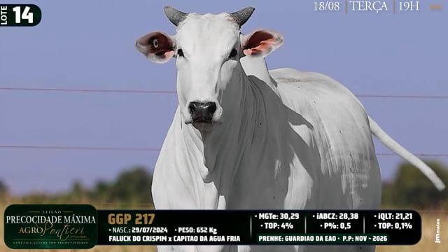 Lote 14