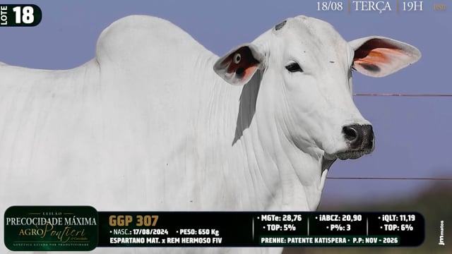 Lote 18