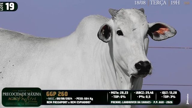 Lote 19