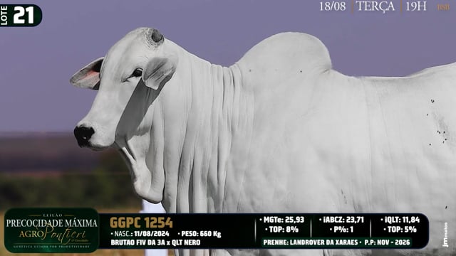 Lote 21