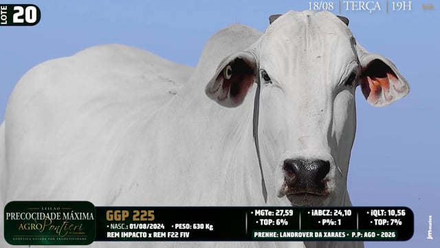 Lote 20