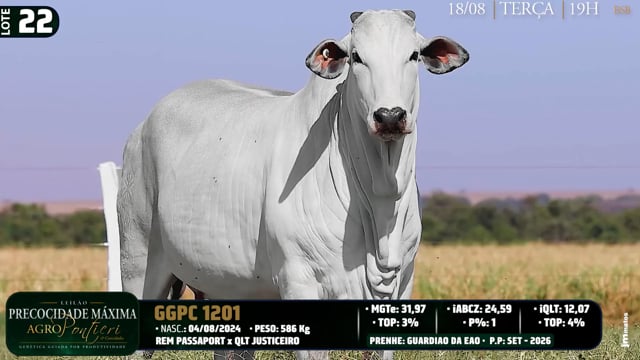 Lote 22